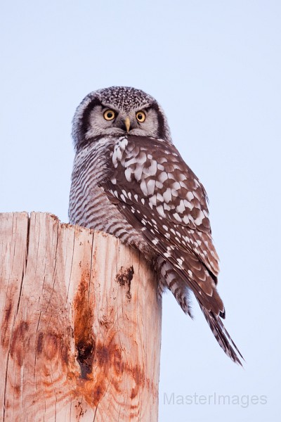 IMG_0138c.jpg - Northern Hawk-Owl (Surnia ulula)